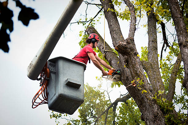 Trusted Shiloh, PA Tree Removal and Landscaping Services Experts